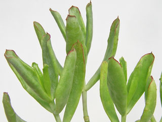 Cotyledon orbiculata 'Green Fingers'   - Pot  6 cm
