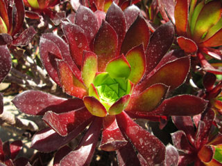 Aeonium 'Firecracker' (simsii x 'Zwartkop')   - Pot  6 cm