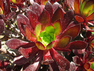 Aeonium 'Firecracker' (simsii x 'Zwartkop') 