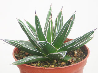 Agave victoriae-reginae forme compacte   - Pot 10 cm