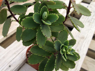 Kalanchoe x torrejacqii   - Pot 10 cm