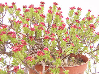 Crassula sarcocaulis ssp. rupestris   - Pot  5 cm
