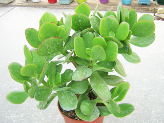 Crassula ovata 'Green Bird' 