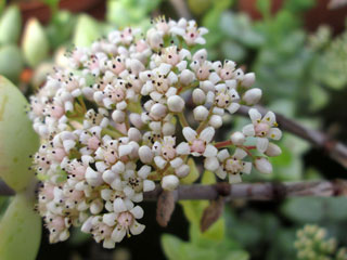 Crassula rupestris 'Philippe Richaud'   - Pot  6 cm