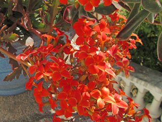 Kalanchoe 'Green Spider'   - Pot  6 cm