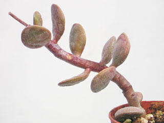 Adromischus montium-klinghardtii 1   - Pot  5 cm