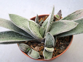 Gasteria 'Silver Toad'   - Pot  5 cm