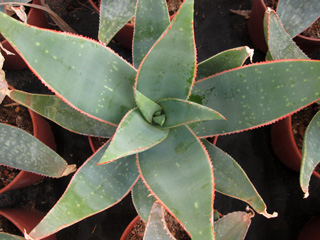 Aloe striata x  grandidentata 