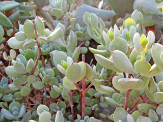 Cotyledon woodii (forme compacte) 