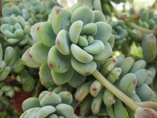 Sedum clavatum bleu   - Pot  8 cm