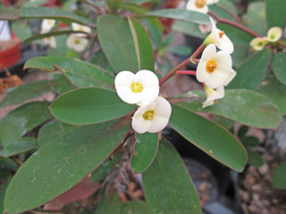 Euphorbia milii fleurs blanches 