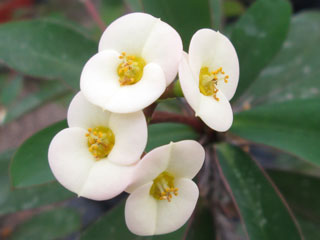 Euphorbia milii fleurs blanches   - Pot 12 cm