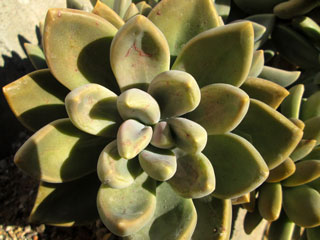 Cremnopetalum 'Fred Wass'   - Pot  6 cm