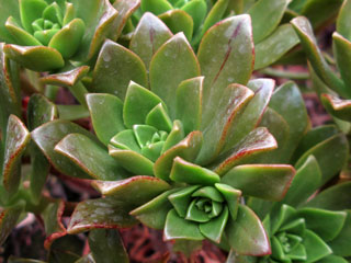 Aeonium 'Bronze Medal' 