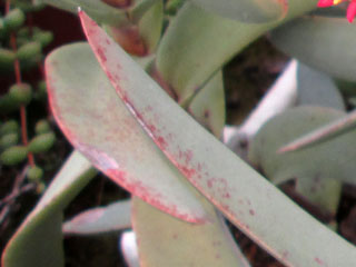 Crassula perfoliata 'Foulcher-Delbosc'   - Pot 10 cm