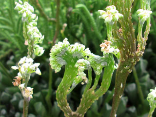 Adromischus cristatus var. schonlandii, floraison
