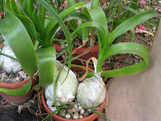 Ornithogalum caudatum 