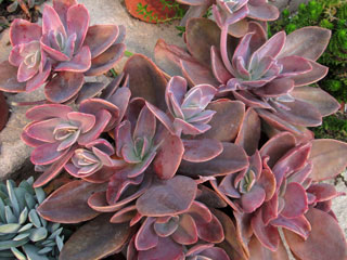Echeveria 'Santa Barbara' 