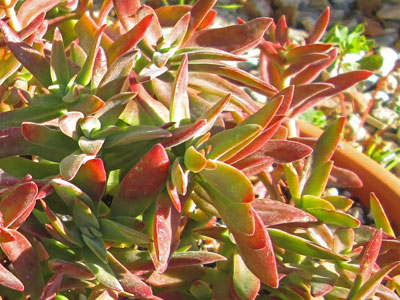 Crassula pubescens ssp. rattrayi 
