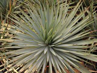 Yucca  'Blue Swan' 