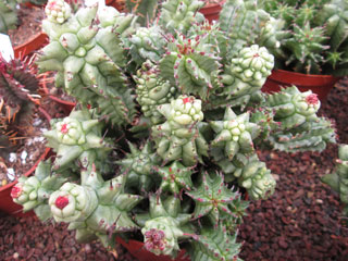 Euphorbia horrida fma. monstruosa   - Pot  5 cm
