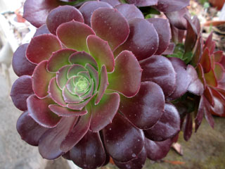 Aeonium 'Blushing Beauty'   - Pot 10 cm