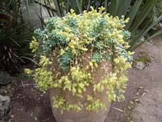 Sedum 'Yellow Cascade'   - Pot  6 cm
