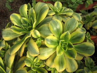 Aeonium 'Floresens' 