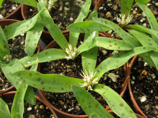 Lachenalia pusilla   - Pot  6 cm