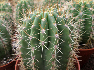 Echinopsis terscheckii X 'BVW' 