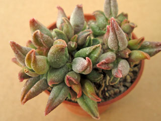 Adromischus marianiae 'Tanqua' 