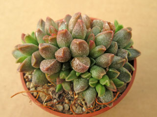 Adromischus marianiae 'Tanqua' CR 1398 