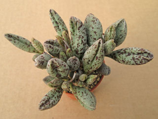 Adromischus marianiae 'Antidorcatum' (Silverfontein) 