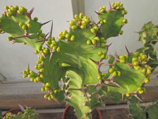 Euphorbia breviarticulata   - Pot 10 cm