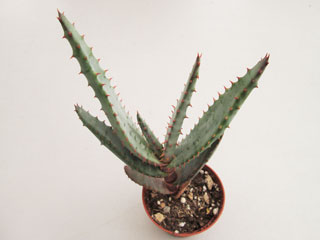 Aloe marlothii x rupestris   - Pot 18 cm H 40 cm