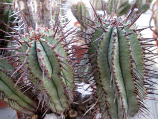 Euphorbia horrida var. noorsveldensis   - Pot  5 cm