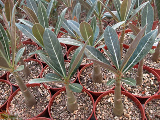 Adenium obesum ssp. somalense   - Pot  6 cm