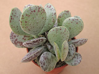 Adromischus Liebenbergii plante grasse succulente collection