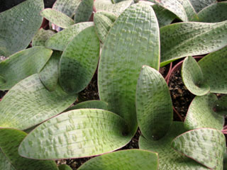 Lachenalia kliprandensis   - Pot  6 cm