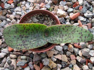 Lachenalia kliprandensis   - Pot  6 cm