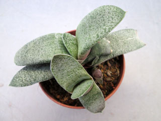 Gasteria glauca   - Pot  6 cm