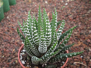 Haworthia coarctata 'Big Joe' 