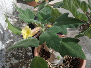 Uncarina roeoesliana (feuilles cordiformes)   - Pot  8 cm