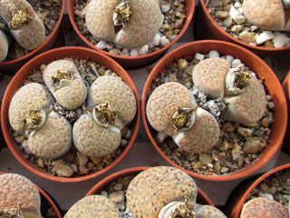 Lithops fulviceps   - Pot  5 cm