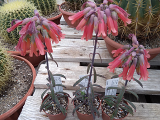 Kalanchoe x richaudii   - Pot  6 cm