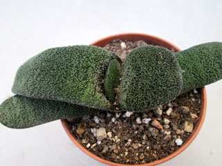 Gasteria batesiana 'Barberton'   - Pot  5 cm