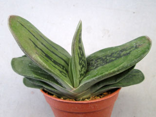 Gasteria 'Samourai'   - Pot  5 cm