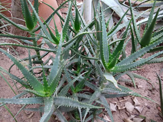 Aloe kedongensis 