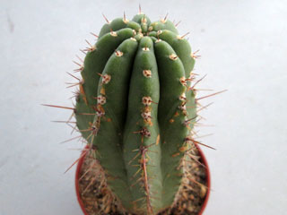 Echinopsis pachanoi x Echinopsis hybride   - Pot  5 cm