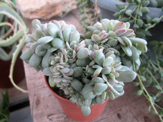 Echeveria 'Nubia Cristata'   - Pot  6 cm